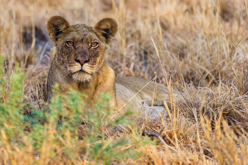 Au coeur du Botswana sauvage
