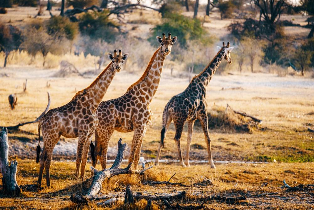 Pourquoi choisir le Botswana pour un voyage en Afrique ?