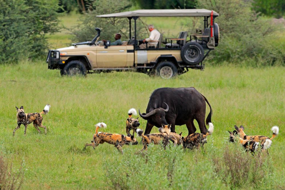 Pourquoi choisir le Botswana pour un voyage en Afrique ?